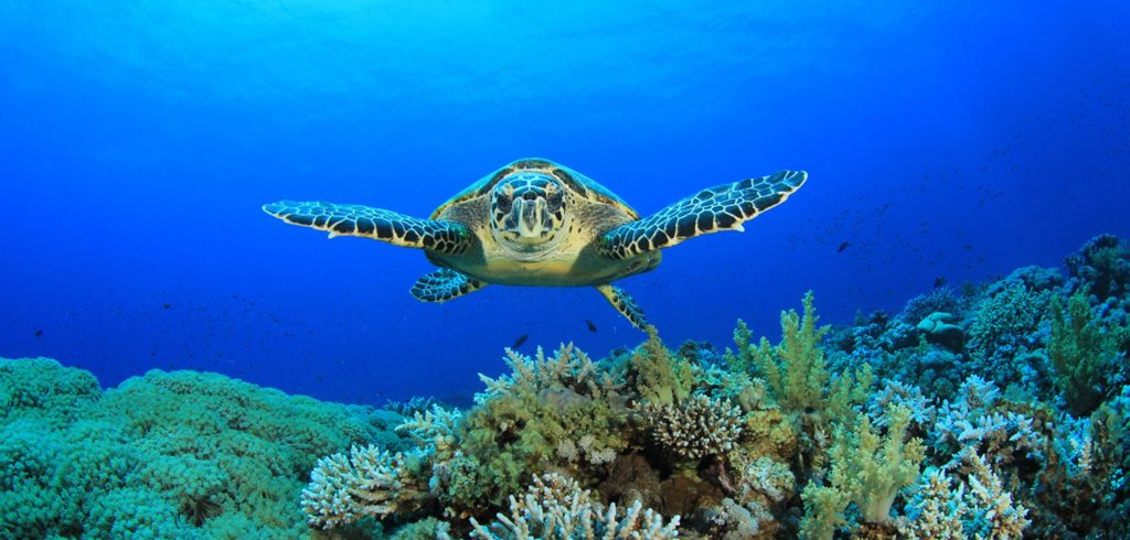 Destination Abroad: Barbados - August 2016 - Issue 254
