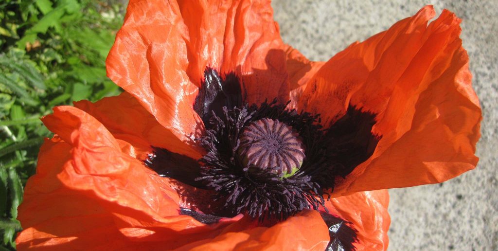 February 2016 - Gardening - Issue 248