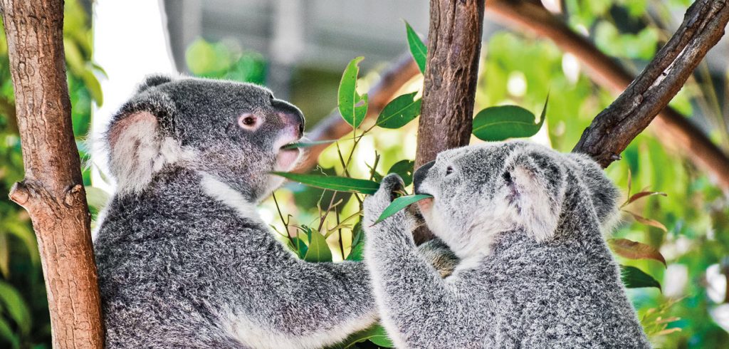 Destination Abroad: The Gold Coast - October 2019 - Issue 292
