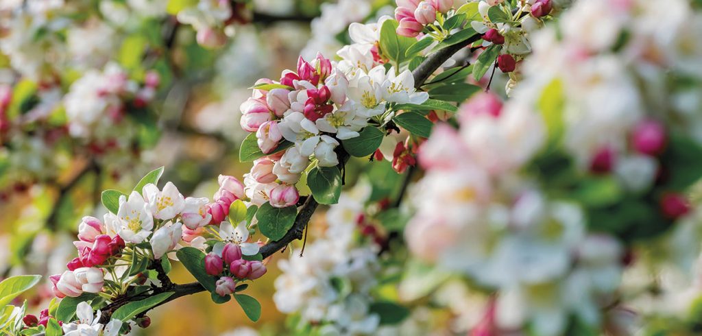 Gardening - January 2023 - Issue 329