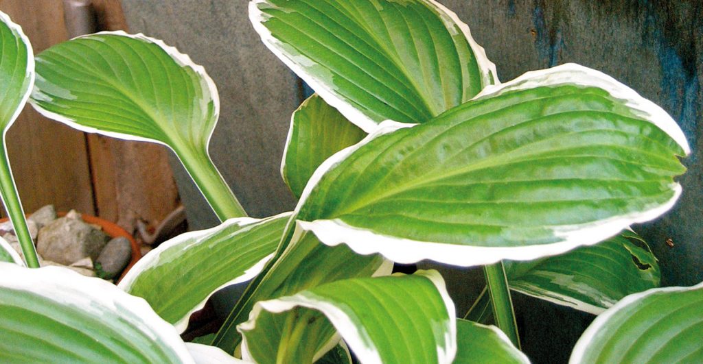 Gardening - January 2017 - Issue 259