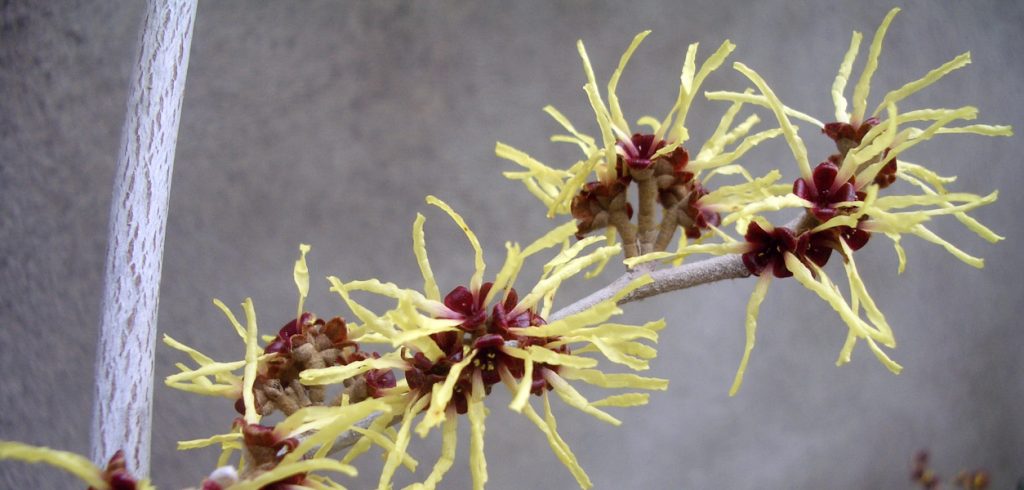 Gardening - January 2019 - Issue 283