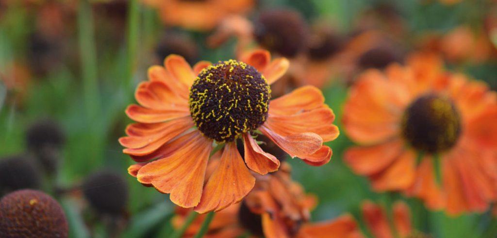 Gardening - January 2020 - Issue 295