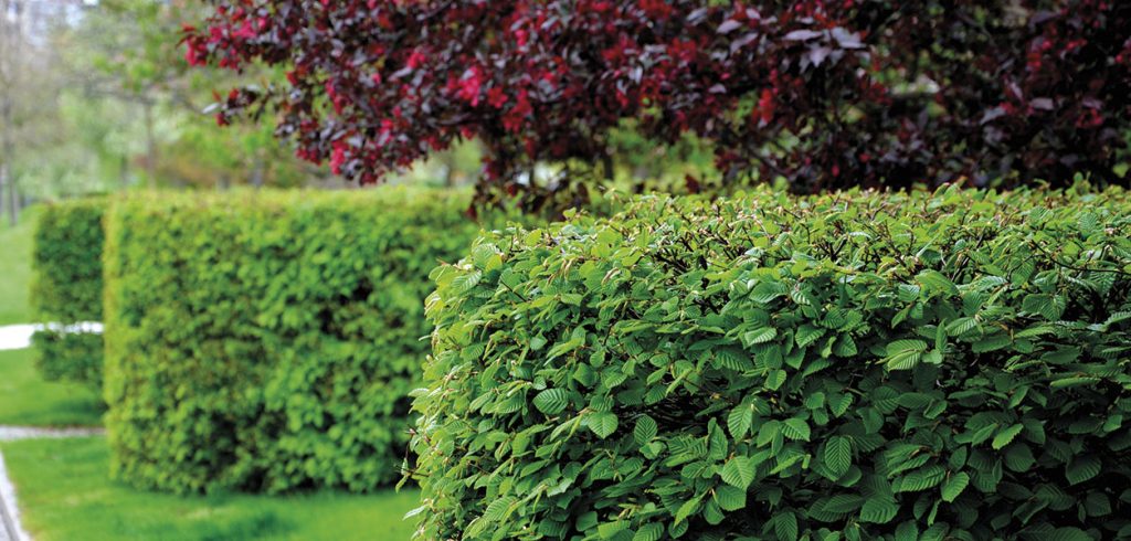 Gardening - February 2025 - Issue 354
