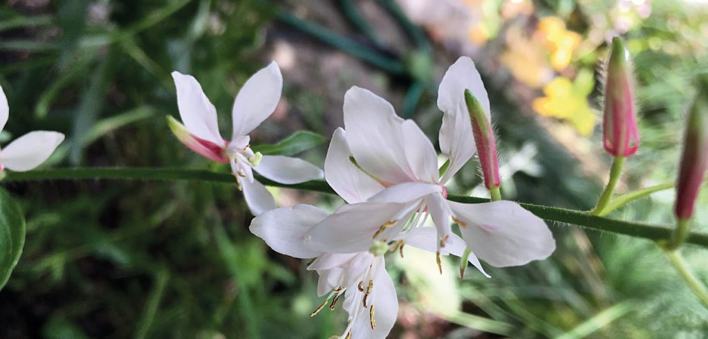 Gardening - March 2018 - Issue 273