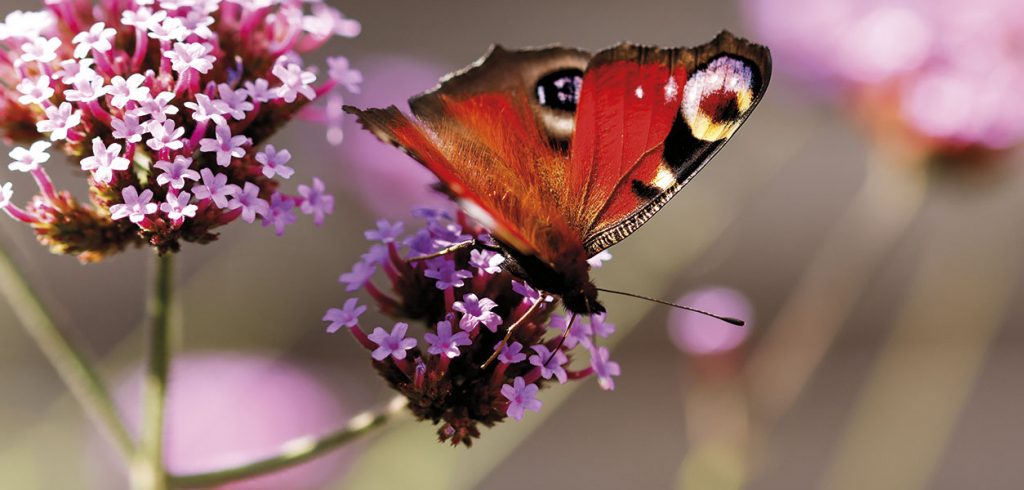 Gardening - May 2026 - Issue 369