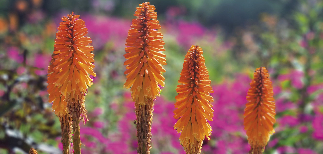 Gardening - June 2026 - Issue 370