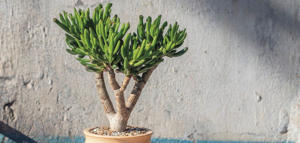 Gardening - July 2024 - Issue 347