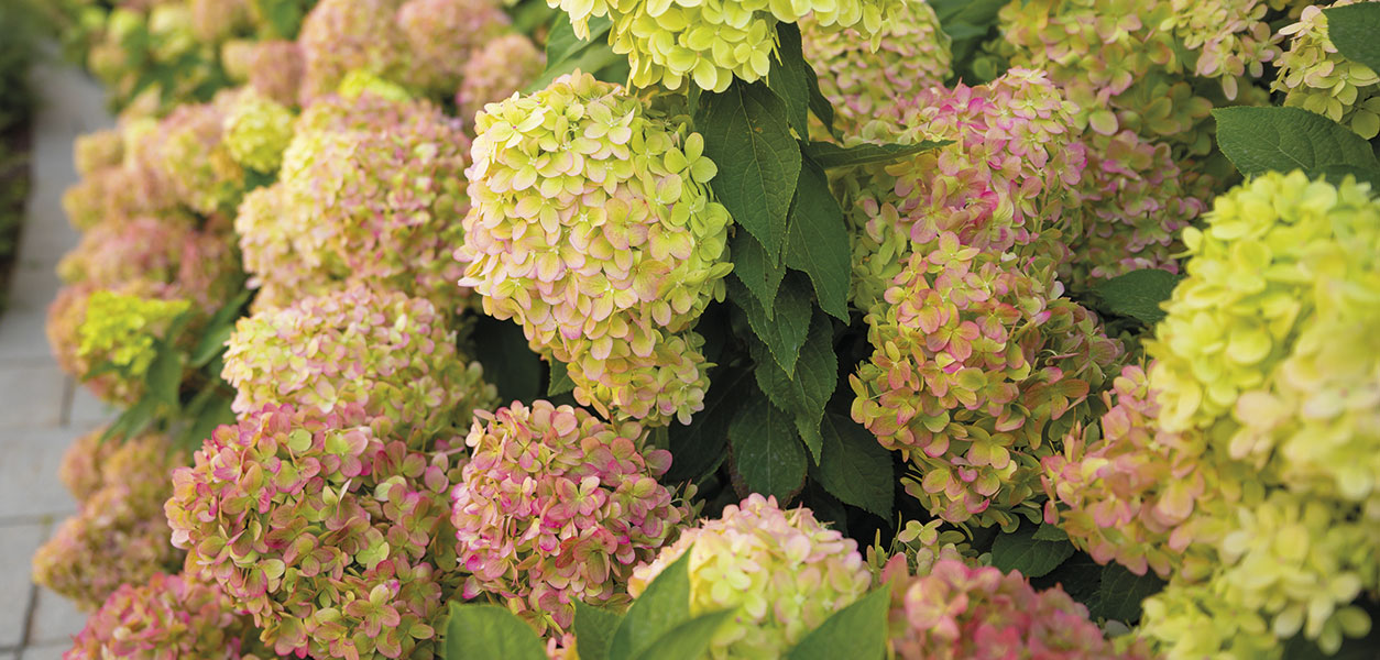 Gardening - September 2026 - Issue 373