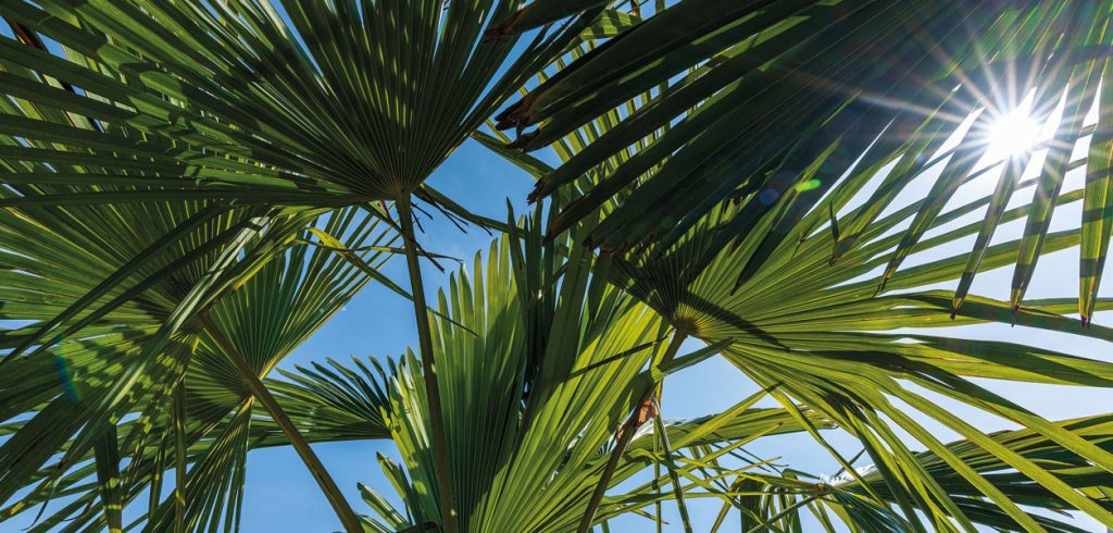 Gardening - August 2022 - Issue 325