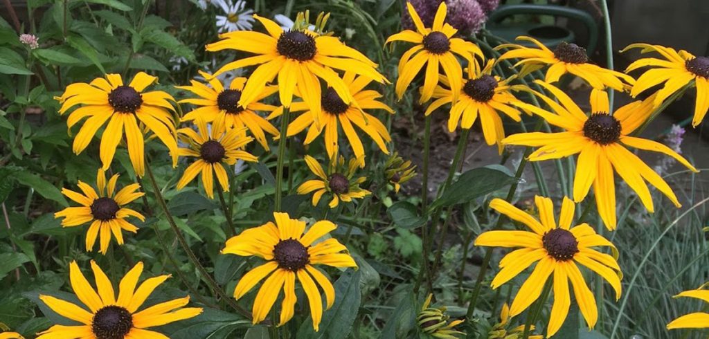 Gardening: Daisies - November 2017 - Issue 269|Cookery - Hummingbird Cake - Issue 269|Cookery - Pumpkin Pie - Issue 269|Cookery - Fridge-set Banana Cheesecake - Issue 269|Cookery - Key Lime Pie - Issue 269|Cookery - White Chocolate & Pecan Nut Cookies - Issue 269|Stoneybatter Home - November 2017 - Issue 269|Portrush Home - November 2017 - Issue 269|Dublin Home - November 2017 - Issue 269|Reader’s Kitchen, Tipperary. - November 2017 - Issue 269|Utility Rooms - November 2017 - Issue 269|Lighting - November 2017 - Issue 269|Dining & Accessories - November 2017 - Issue 269|Small Appliances - November 2017 - Issue 269|November 2017 - Issue 269|The Hummingbird Bakery Cookbook - Cookery - November 2017 - Issue 269|Destination Ireland: Game of Thrones - November 2017 - Issue 269|Destination Abroad: Budapest - November 2017 - Issue 269