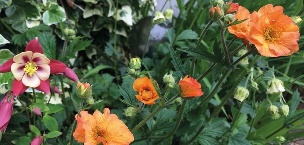 Gardening - December 2019 - Issue 294