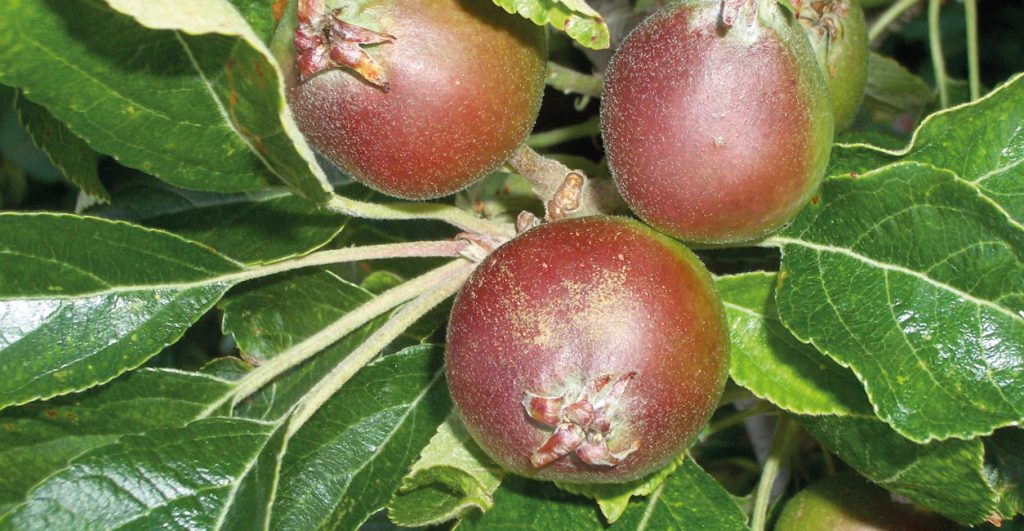Gardening - Trees - November 2016 - Issue 257