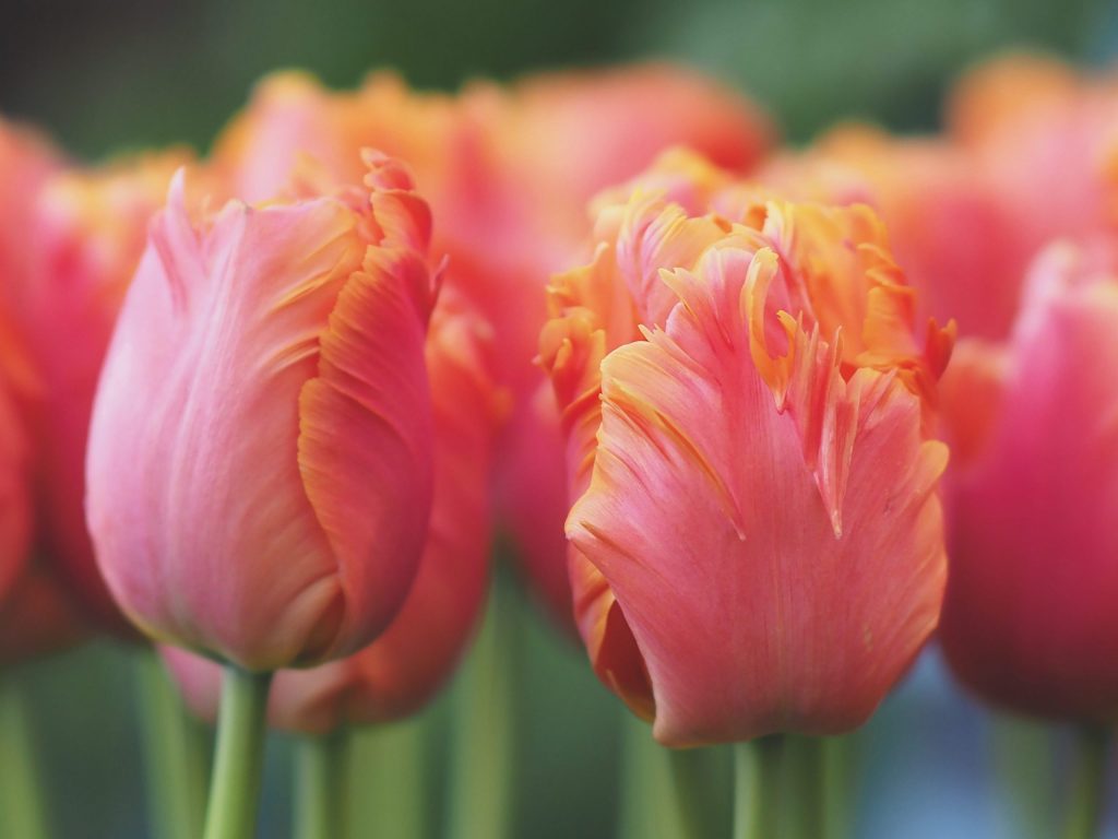 planting spring bulbs|Planting spring bulbs||Planting Spring Bulbs|Planting spting bulbs|planting spring bulbs